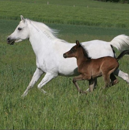 BOLD, 1995 Grey Arabian mare. She is a very sweet mare and she is easy to ride.