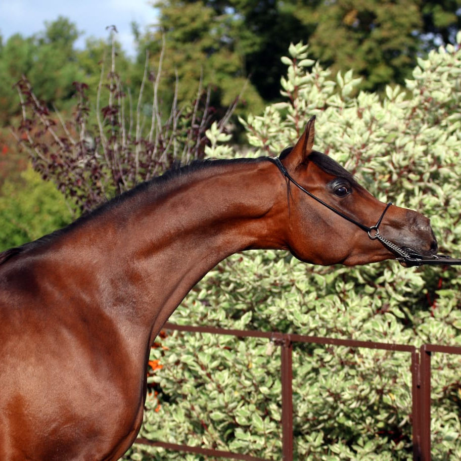 SOLD, Beautiful Arabian mare that is sired by Champion and Champion producer RFI FARID!