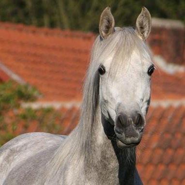 SOLD,
2005 Very beautiful Straight Egyptian mare. Granddaughter of the Elite stallion SALAA EL DINE