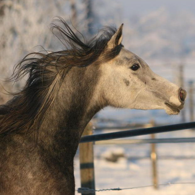 BOLD, Straight Egyptian mare.