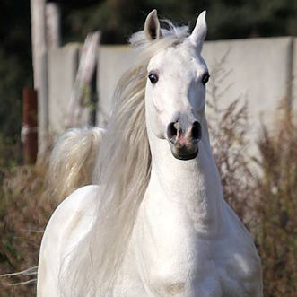 SOLD ,Beautiful grandson of none other than triple World Champion MARWAN AL SHAQAB.