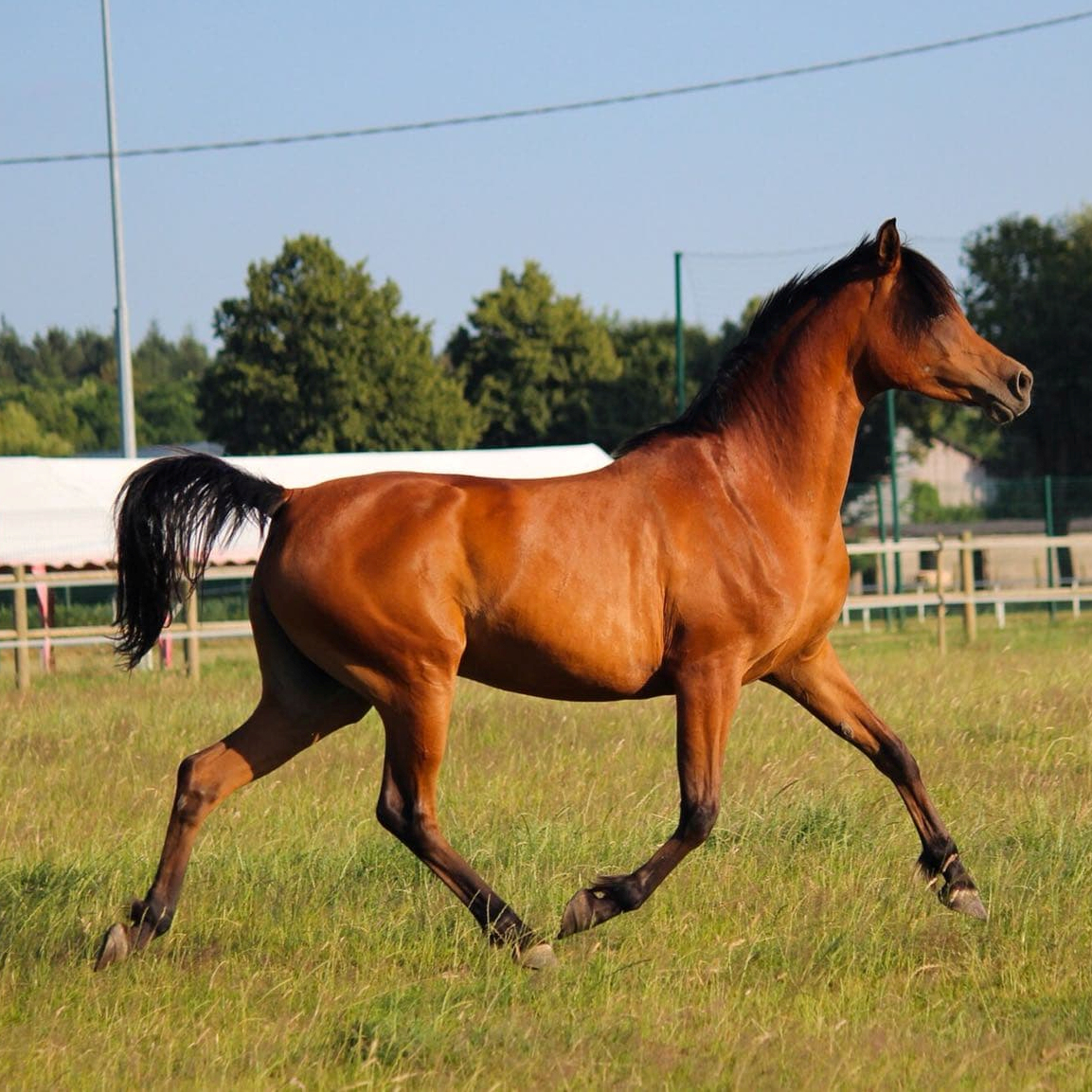 SOLD, Sweet Arabian mare with an interesting pedigree that will make a great broodmare prospect.
