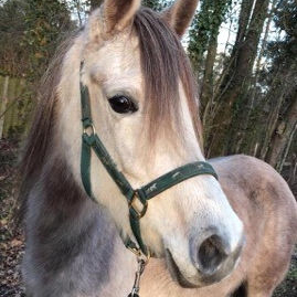 SOLD, 2014 Straight Egyptian mare with the bloodlines of IBN BARRADA and ANSATA HEJAZI.