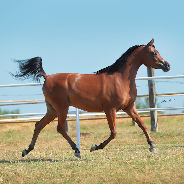 SOLD, Two-year old filly by RFI FARID. Her dam is a daughter of PSYRASIC by PSYTADEL.