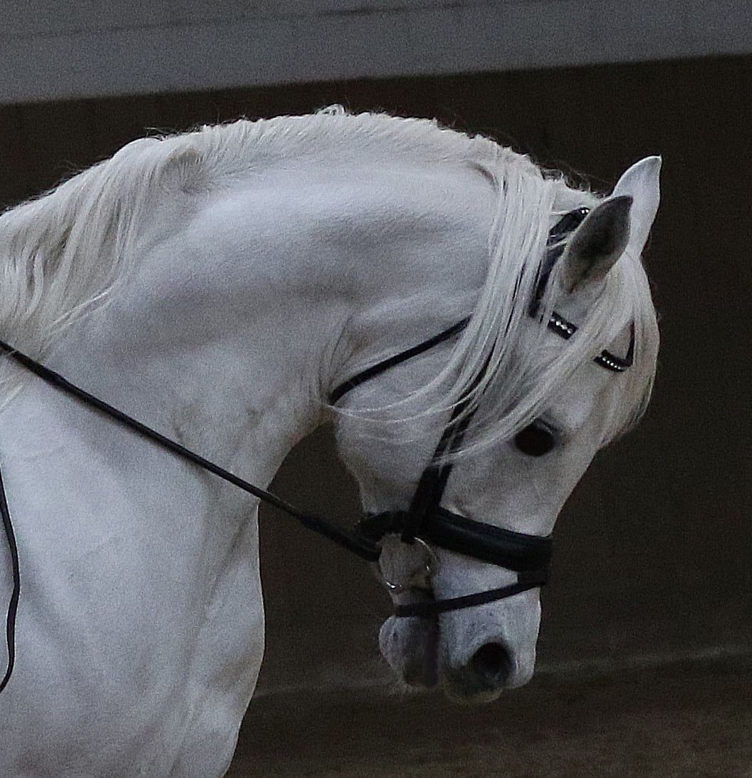 SOLD, Ridden Straight Egyptian stallion, Asil, Al Khamsa, Pyramid Society, Blue List, strain Dahman Shahwan/Bint El Bahreyn pure in strain.