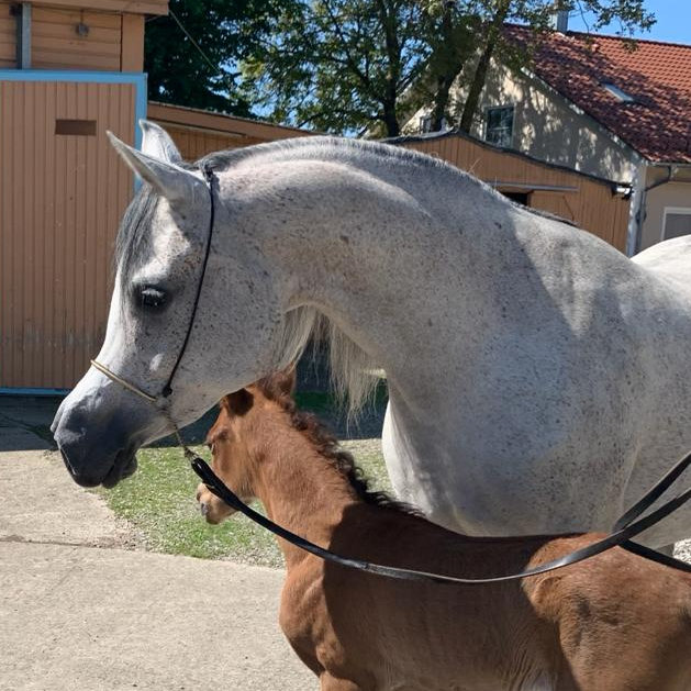 SOLD, Daughter of Triple Crown Winner EXCALIBUR EA, who is sired by the exotic World Champion Reserve SHANGHAI EA by "the Champion Maker" WH JUSTICE! EXCALIBUR
