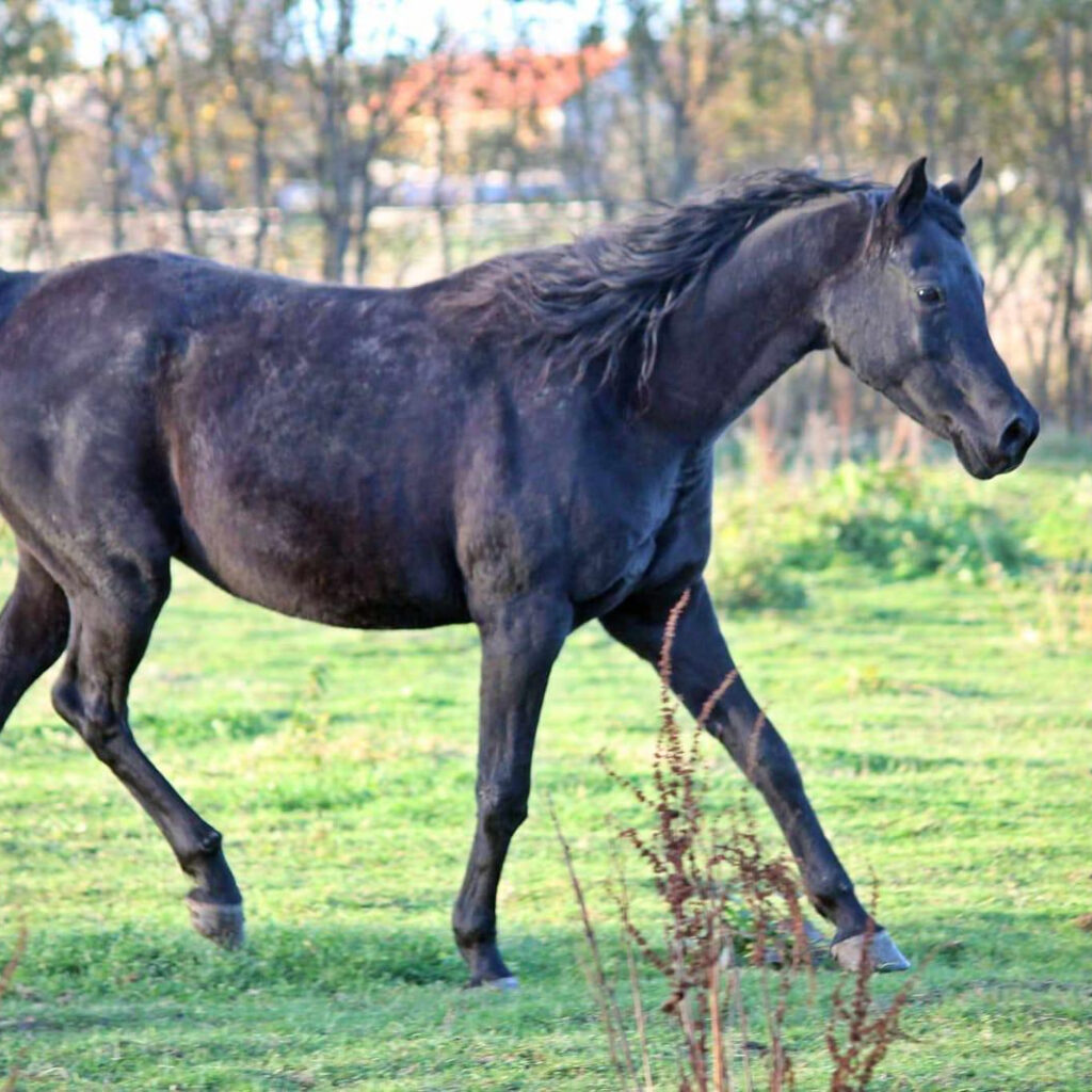 SOLD, Ridden black Arabian mare. She is very easy to handle and is a good mother to her foals