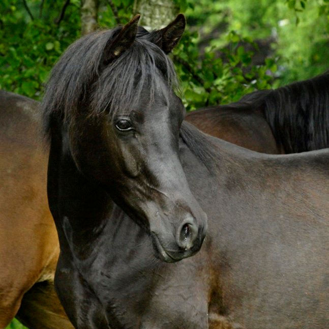SOLD, 2015 Black colt without markings out of black parents.