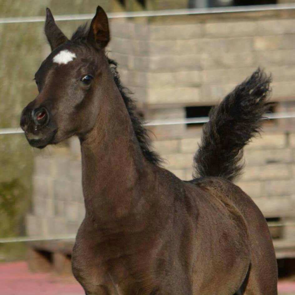 SOLD, mazing black Asil bred Arabian filly out of black parents. She has good movements, is exotic, typey and has a very sweet disposition