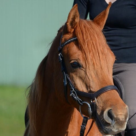 SOLD, Very beautiful Arabian gelding that is such a nice guy.