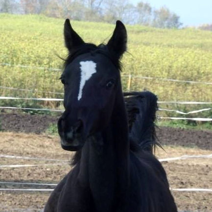 SOLD, Exotic Straight Egyptian black filly, strain Hadban Enzahi, out of black parents.