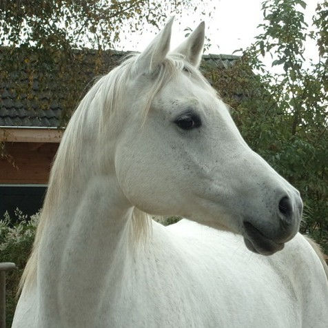 SOLD, 2008 Gorgeous tall ridden Arabian gelding with a loving charakter. He loves cuddling and being the center of attention