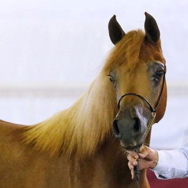 SOLD, Tall and beautiful Arabian filly by BORSALINO K! BORSALINO K is a grandson of ALI JAMAAL.