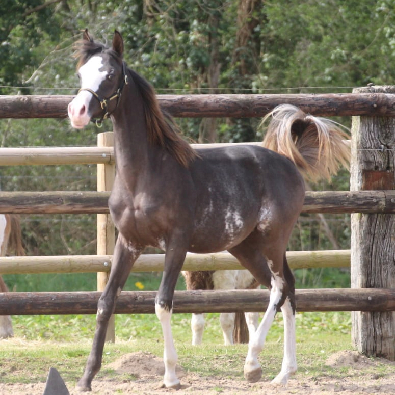 SOLD, Rare colored Purebred Arabian filly, black with W19 gen. She's elegant and very tall, with a lot of charisma and with great movements.