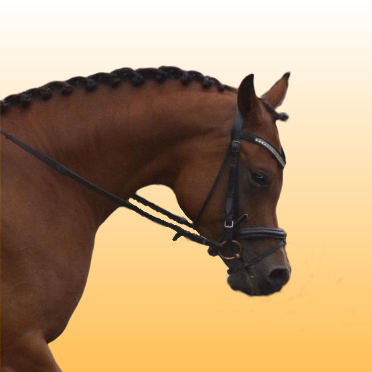 SOLD, Beautiful ridden Arabian mare that is by the exotic stallion PSYRASIC (PSYTADEL x KAROBA by the famous ECAHO 5-star stallion KUBINEC)!