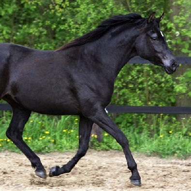 SOLD, Black Straight Egyptian mare, granddaughter of the 1991 World Champion SIMEON SHAI.