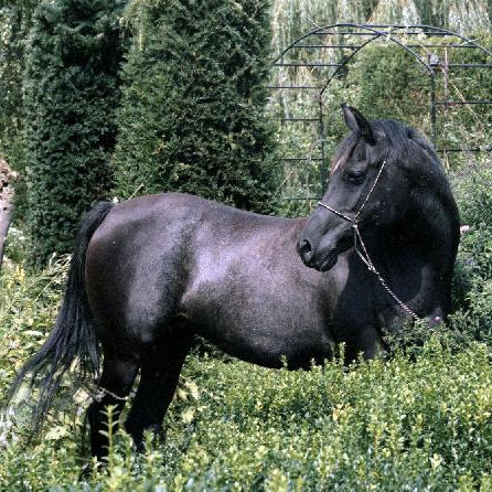SOLD, 8-year old Black Straight Egyptian mare. She is very sweet and is ridden.