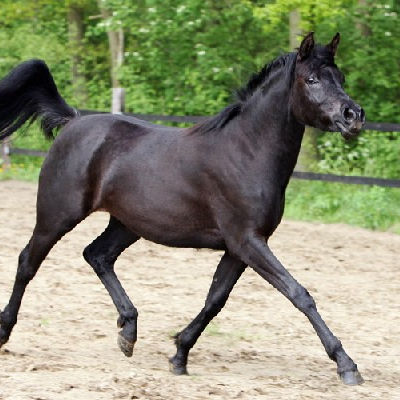 SOLD, 5-year old all black Straight Egyptian mare.