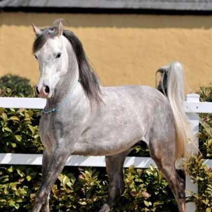 SOLD, Almost 4-year old Straight Egyptian stallion. He is sired by MOHEEB. In the sireline he traces back to the Elite stallion IBRAHIM (MAHOMED x MAHIBA).