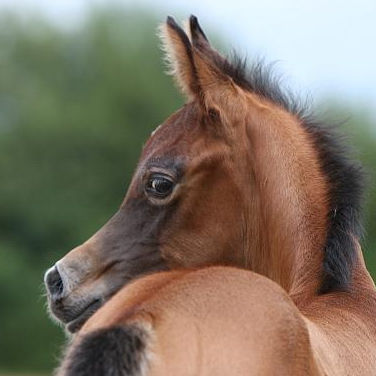 SOLD, 2008 Grey Arabian colt. He is sired by a son of the wellknown international Multi-Champion stallion KHIDAR!
