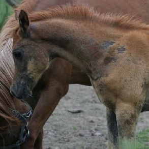 SOLD,
2008 Grey Arabian colt with very good Straight Egyptian pedigree. His sire is a son of the black stallion THE VERDICT HG.