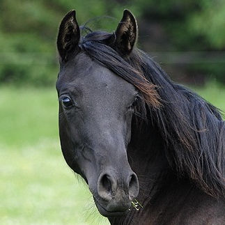 SOLD, 2008 All black Arabian filly with a short gorgeous deep dished-head, huge beautiful eyes, straight legs and extreme movements.