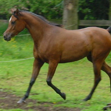 SOLD, 4-year old very typey and showy bay Arabian mare.