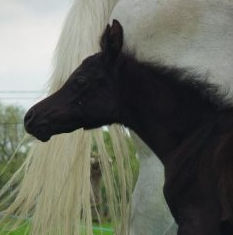 SOLD, 2009 Arabian colt who's pedigree boasts worldfamous champions & championproducers.