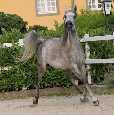 SOLD, Beautiful 5-year old Arabian mare with very good Egyptian-related pedigree.