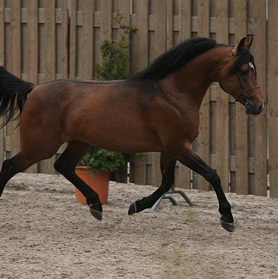 SOLD, 5-year old stallion that has a very good disposition. He is friendly and is so willing to work with.