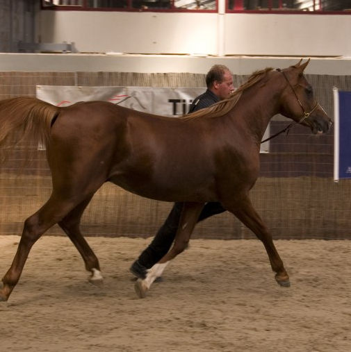 SOLD 2007 Very tall, bold moving chestnut Arabian gelding with pure Russian bloodlines. He was National Champion reserve and classwinner.