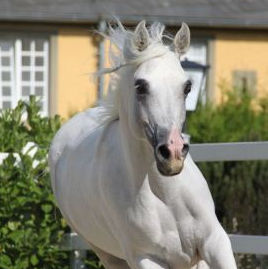 SOLD, 2003 Grey Arabian stallion. He is sired by the Straight Egyptian stallion MOHEEB.