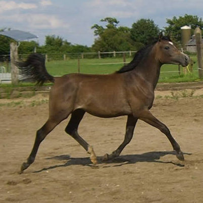 SOLD, 2008 Grey Arabian filly. Her grandsire is the Straight Egyptian stallion ANSATA EL SALAAM! Her mother is a champion-producer.
