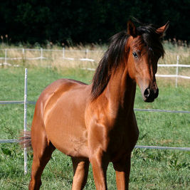 SOLD, 2009 Extreme moving bay Arabian colt with pure Polish bloodlines. His grandsire EKSTERN was named "Triple Crown"-Champion in 2000.
