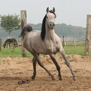 SOLD, 2006 Grey Arabian mare with good bloodlines.