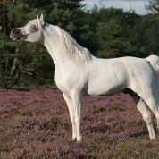 SOLD, 1994 Stunning and breathtaking 1st Premium grey Arabian stallion who is a champion on shows and who is an ECAHO Two-Star stallion.