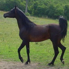 SOLD, 3-year old Arabian stallion with Russian bloodlines, a great neck, a nice type and body.