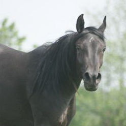 SOLD, 2009 Black Straight Egyptian Arabian filly.