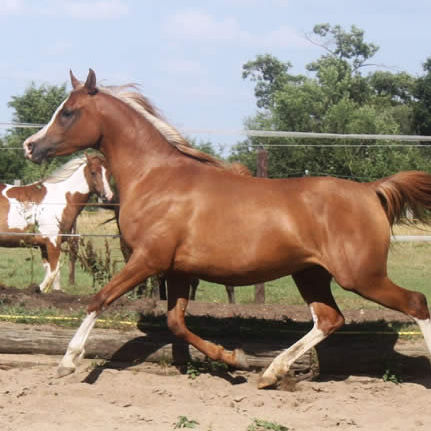 SOLD, 2007 Chestnut Arabian mare by MASSAI IBN MARENGA!