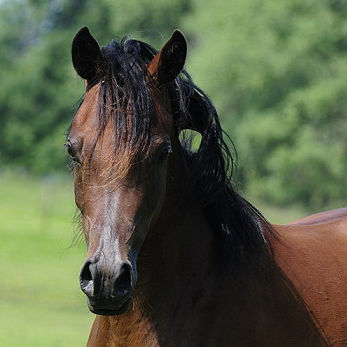 SOLD, 2010 Very exotic Straight Egyptian filly with a beautiful short head with a nice dish, a wide forehead and beautiful big eyes.