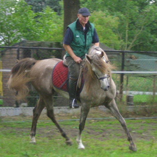 SOLD, 2008 Arabian colt that is a sporthorse and/or breedingstallion prospect.