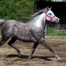 SOLD, 2007 Grey Straight Egyptian mare (strain DS), granddaughter of IBN