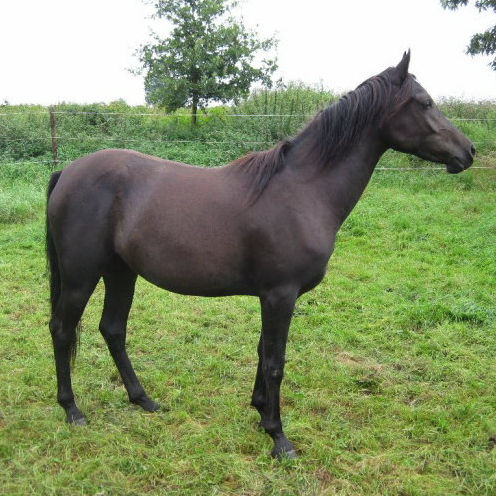SOLD, 2009 Black Arabian filly with only a small star. She has a very people loving sweet disposition and loves attention.