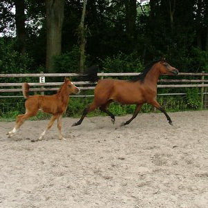SOLD, 2005 Beautiful bay Arabian mare with a pedigree filled with champions and champion producers.