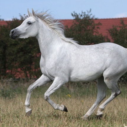 SOLD, 2008 Beautiful Straight Egyptian mare with a very good pedigree and very good movements.