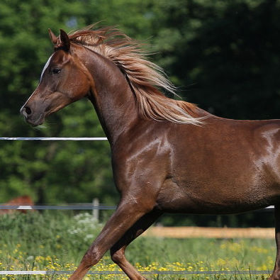 SOLD, 2010 Tall and very pretty, dark chestnut filly with good movements and a strong and big body.