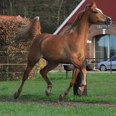 SOLD, 2007 Showy Arabian mare with very good movements and an interesting pedigree.
