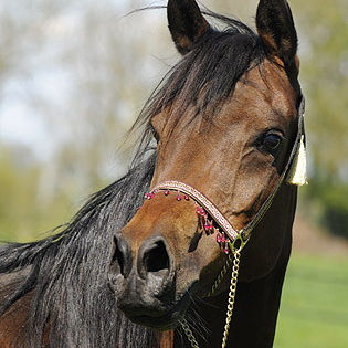 SOLD,
Very good moving Straight Egyptian mare. She is sired by a black stallion.