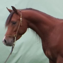 SOLD, 2012 Typey Arabian colt with Egyptian-Russian bloodlines, ready to follow in the footsteps of his parents who are international show champions!