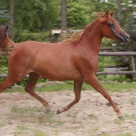 SOLD, 2011 Arabian filly with Polish/Egyptian bloodlines. She is a granddaughter of DF MALIK JAMIL